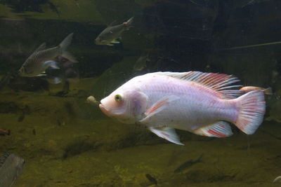 Fish swimming in sea