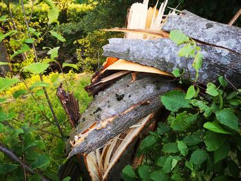 High angle view of wood in forest