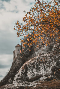 Low angle view of tree against sky