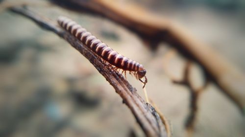 Close-up of grasshopper