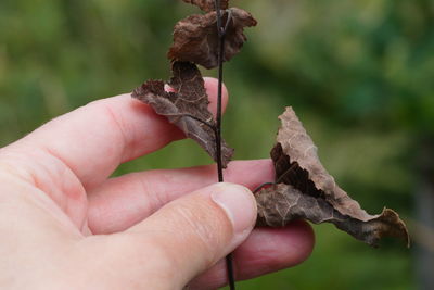 Close-up of hand holding leaf