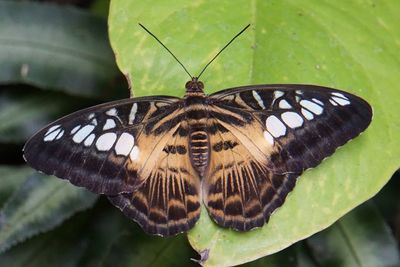 Close-up of butterfly pollinating on leaf