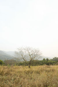 Scenic view of field against clear sky