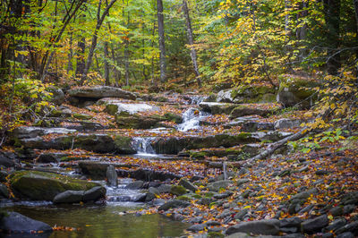 Stream flowing through rocks in forest