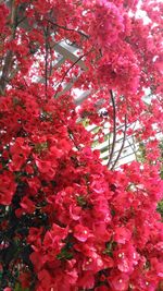 Low angle view of flowers on tree