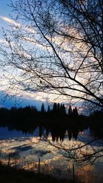 Bare trees by the river