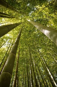 Low angle view of bamboo trees in forest