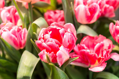 Close-up of pink tulips in abundance