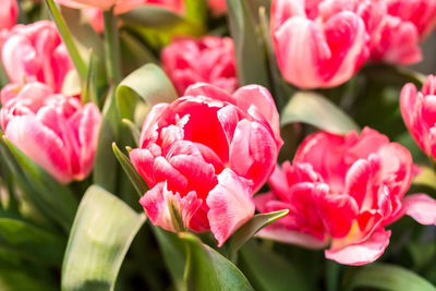 Close-up of pink tulips