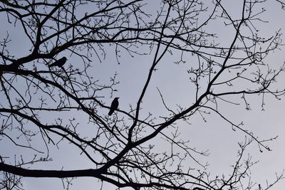 Low angle view of birds perching on bare tree