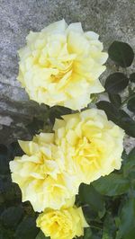 Close-up of yellow flowers