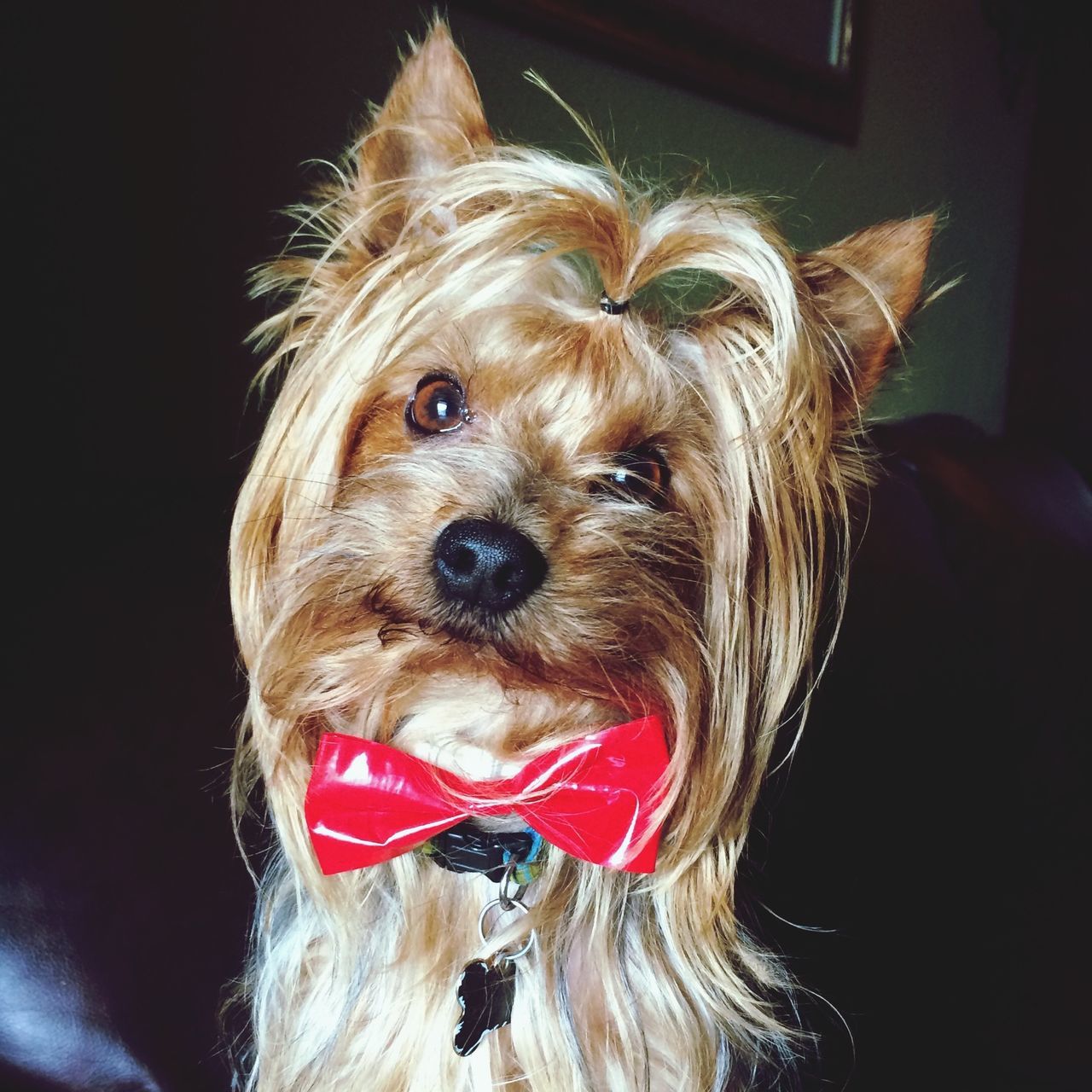 domestic animals, dog, one animal, animal themes, pets, mammal, animal hair, animal head, close-up, portrait, indoors, red, looking at camera, animal body part, studio shot, pampered pets, sticking out tongue, front view, loyalty