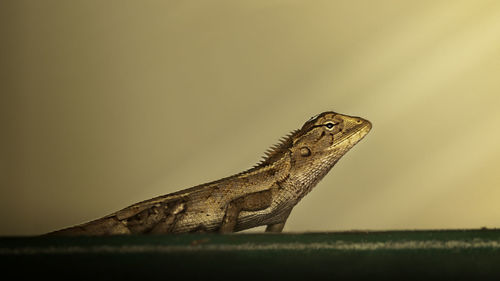 Close-up of a lizard