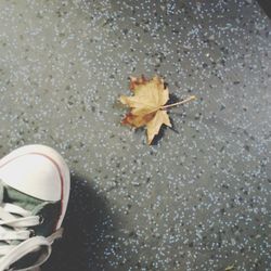 High angle view of autumn leaf on road