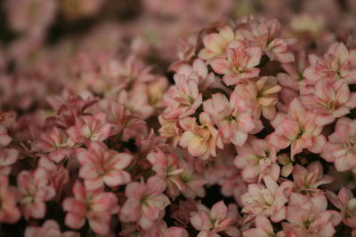 High angle view of pink flowering plants