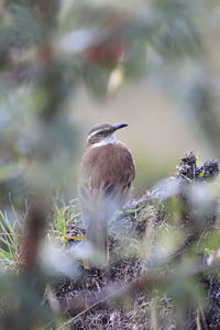 Close-up of bird perching outdoors