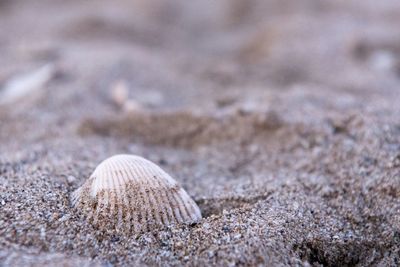 Close-up of shells on beach