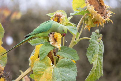 Close-up of bird perching on plant