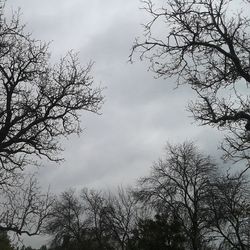 Low angle view of bare trees against cloudy sky