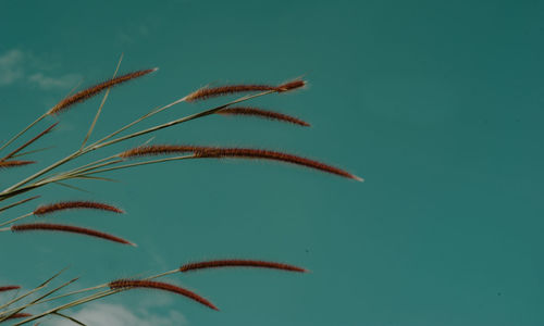 Low angle view of stalks against clear sky