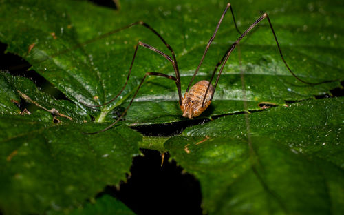 Close-up of insect on leaf