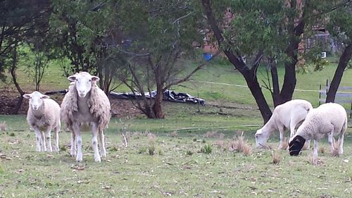 Sheep grazing on grassy field