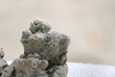 Close-up of rock against blurred background