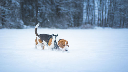 Two dogs on snow covered land