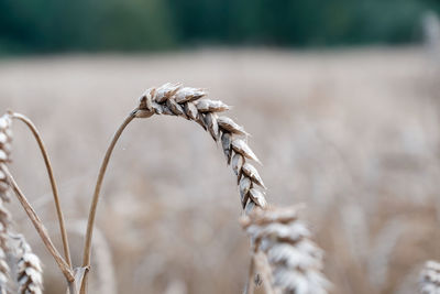 Close-up of wilted plant on field