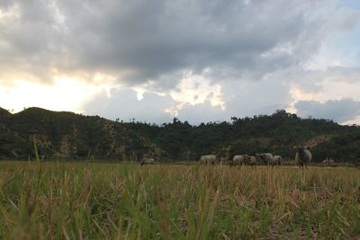 Scenic view of grassy field against cloudy sky