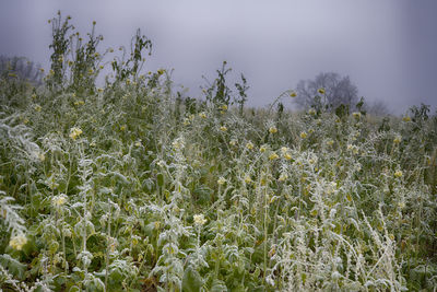 Scenic view of flowering plants on field against sky