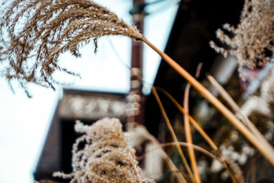 Close-up of dried plant