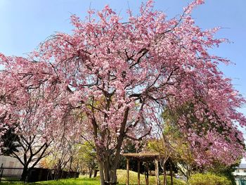 Low angle view of cherry blossom tree in park