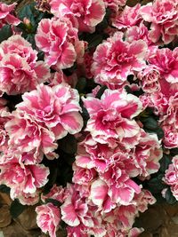 High angle view of pink flowering plants