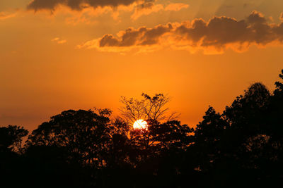 Low angle view of silhouette trees against orange sky