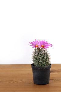 Close-up of cactus flower pot on table