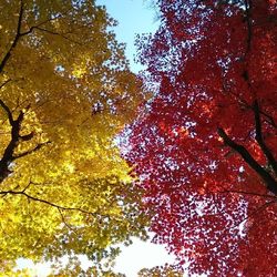 Low angle view of trees