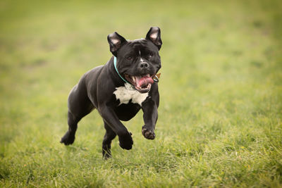 Dogs running on field