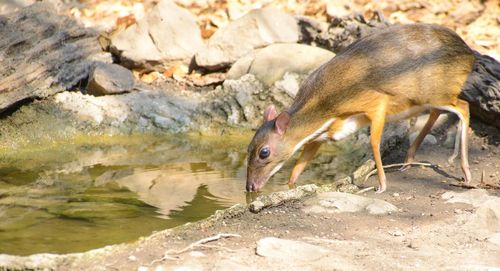 View of a bird drinking water