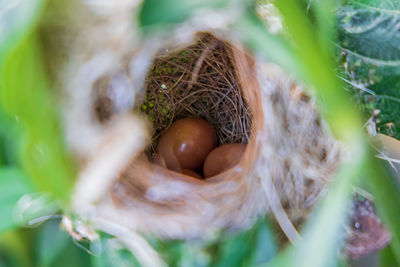 High angle view of eggs in nest