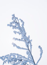 Close-up of snow covered plant against clear sky