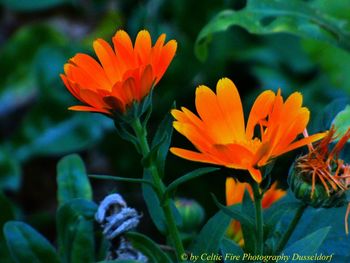 Close-up of orange flowering plant