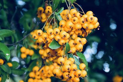 Close-up of fresh orange fruits on tree