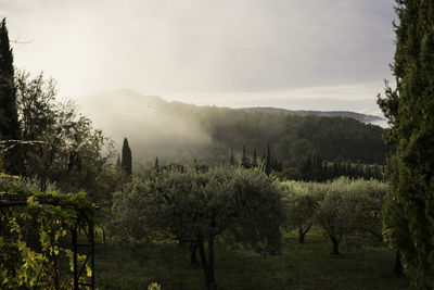 Panoramic shot of trees on landscape against sky