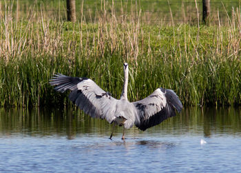 Bird flying over a lake