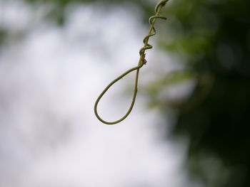 Close-up of plant growing outdoors