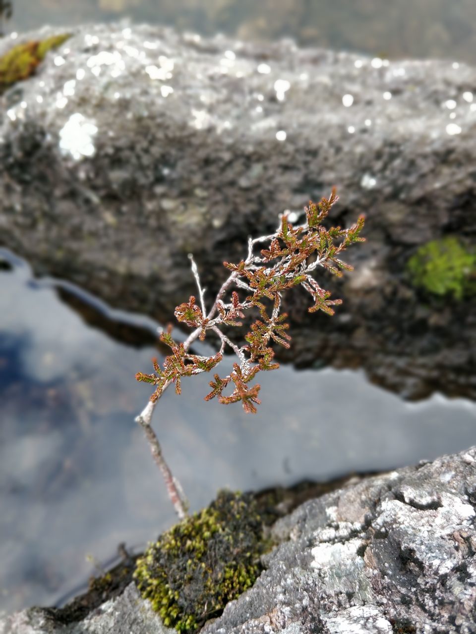 CLOSE-UP OF A ROCK ON A PLANT