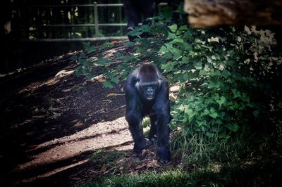Dog standing on grass