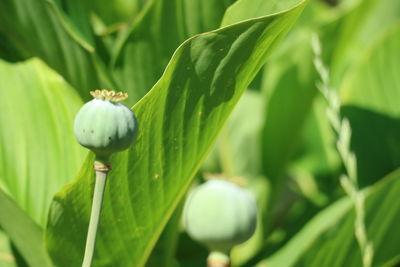 Close-up of green bud growing outdoors