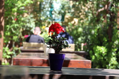 Close-up of flower pot on table